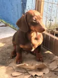 PITOCO e MANCHINHA