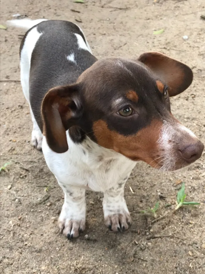 Cachorro ra a DASCHUND e MESTIÇO  idade 2 a 6 meses nome PITOCO e MANCHINHA