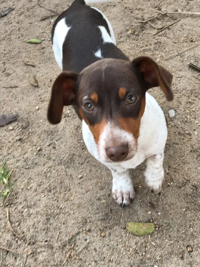 Cachorro ra a DASCHUND e MESTIÇO  idade 2 a 6 meses nome PITOCO e MANCHINHA