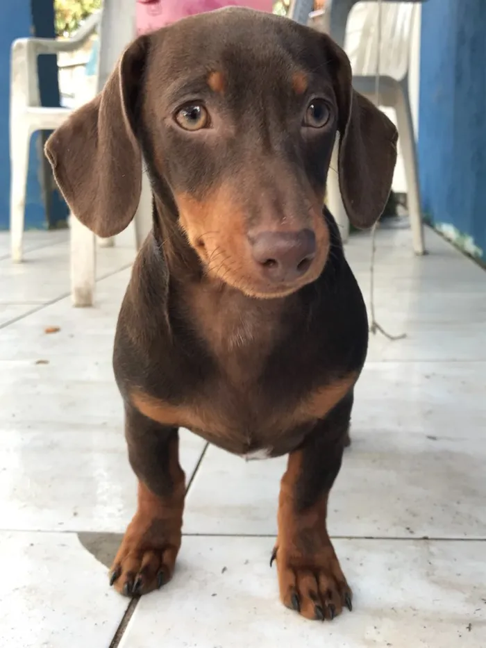 Cachorro ra a DASCHUND e MESTIÇO  idade 2 a 6 meses nome PITOCO e MANCHINHA