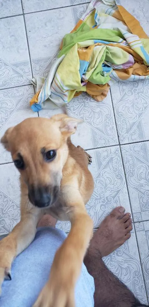 Cachorro ra a Não definida idade 2 a 6 meses nome Mel