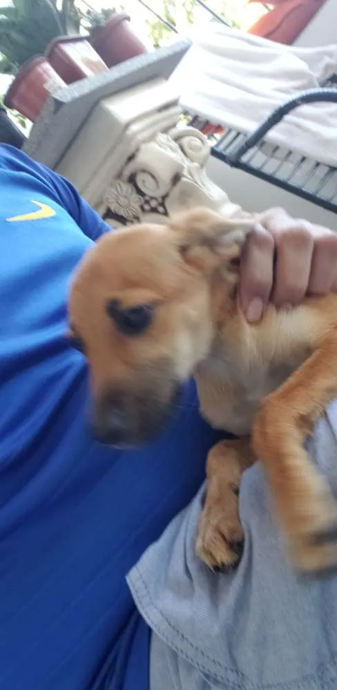 Cachorro ra a Não definida idade 2 a 6 meses nome Mel