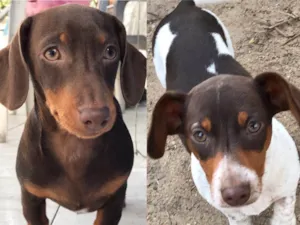 Cachorro raça DASCHUND e MESTIÇO  idade 2 a 6 meses nome PITOCO e MANCHINHA