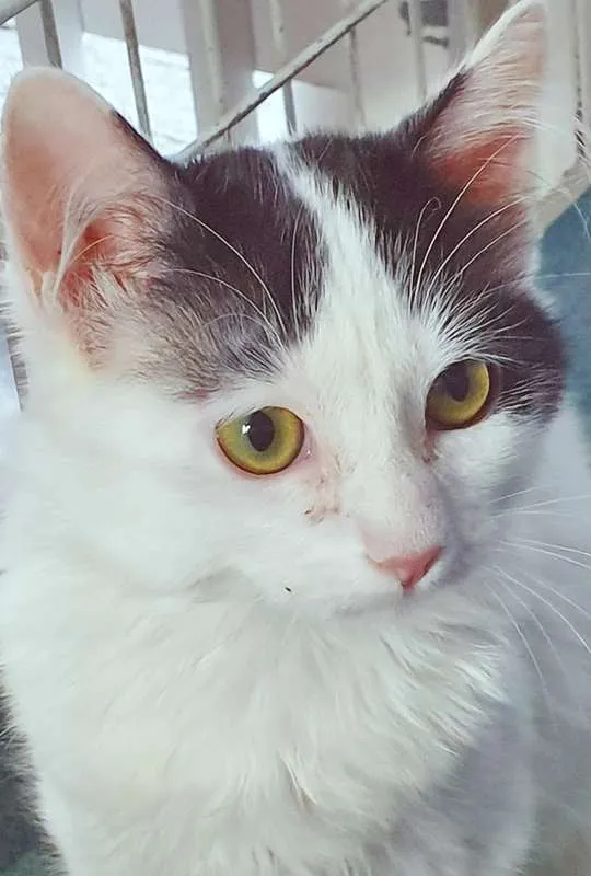 Gato ra a SRD idade 2 a 6 meses nome GERALDO FRAJOLA