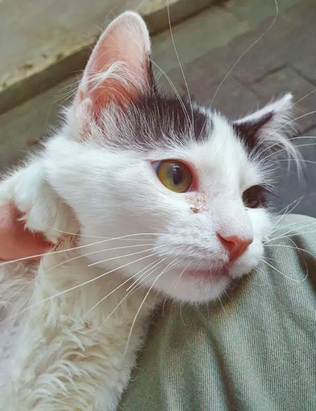 Gato ra a SRD idade 2 a 6 meses nome GERALDO FRAJOLA