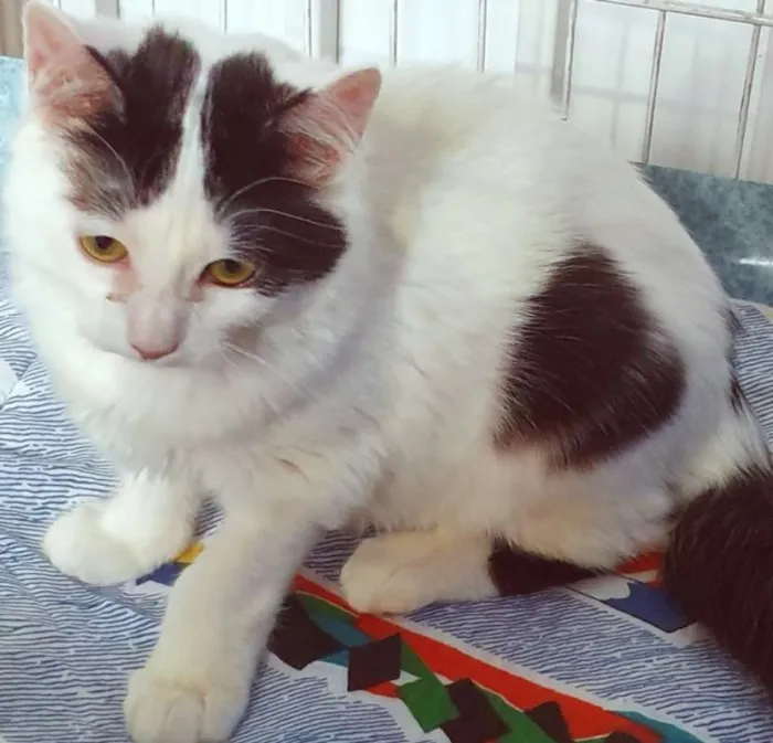 Gato ra a SRD idade 2 a 6 meses nome GERALDO FRAJOLA