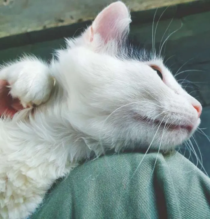 Gato ra a SRD idade 2 a 6 meses nome GERALDO FRAJOLA