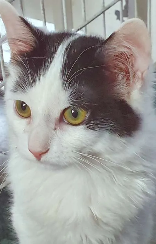 Gato ra a SRD idade 2 a 6 meses nome GERALDO FRAJOLA