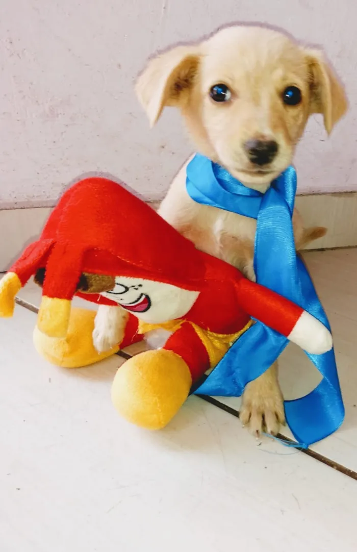 Cachorro ra a SRD idade 2 a 6 meses nome Babys