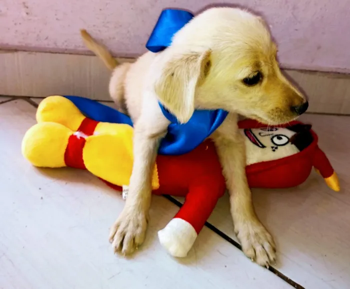 Cachorro ra a SRD idade 2 a 6 meses nome Babys
