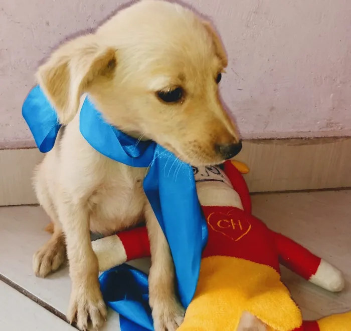 Cachorro ra a SRD idade 2 a 6 meses nome Babys