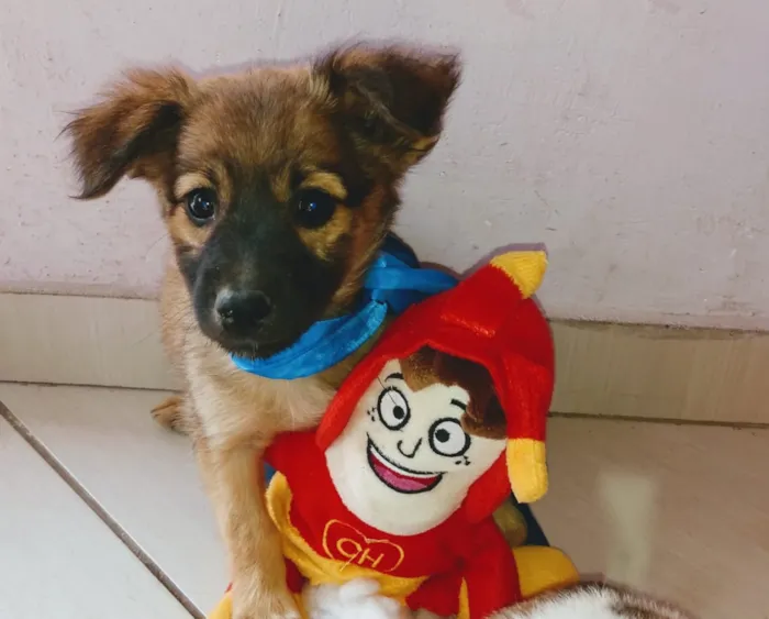 Cachorro ra a SRD idade 2 a 6 meses nome Babys