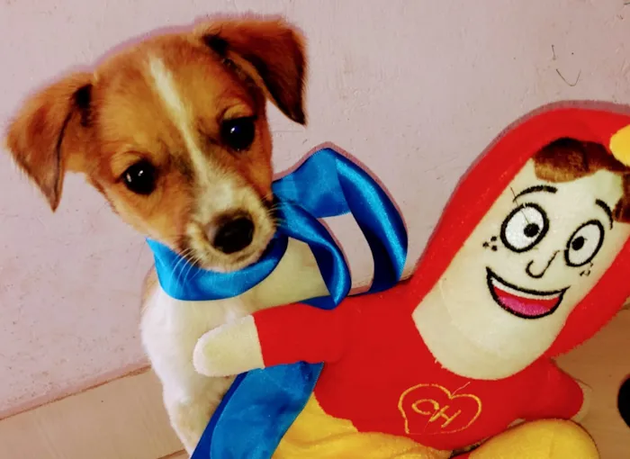 Cachorro ra a SRD idade 2 a 6 meses nome Babys