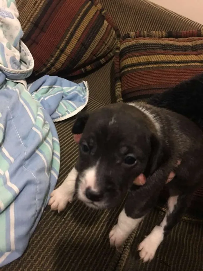 Cachorro ra a Mãe pitbull, pai vira lata idade Abaixo de 2 meses nome Filhote