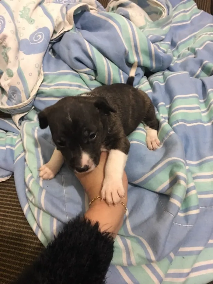 Cachorro ra a Mãe pitbull, pai vira lata idade Abaixo de 2 meses nome Filhote