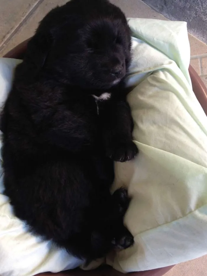 Cachorro ra a Vira lata  idade 2 a 6 meses nome Bolota 