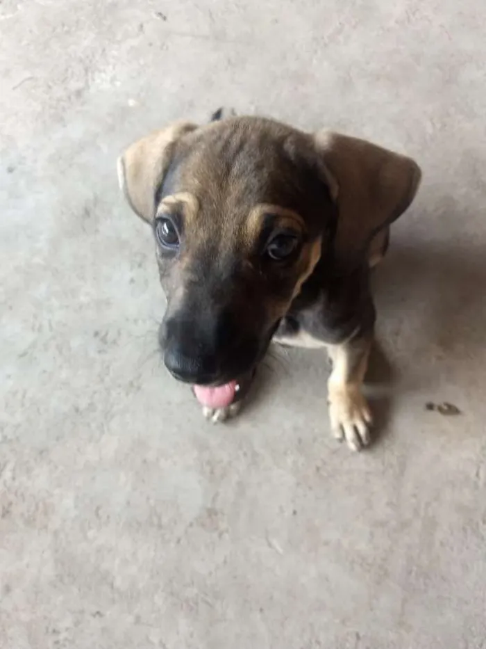 Cachorro raça Vira-Lata (SRD) idade 2 a 6 meses nome Eva e Dark