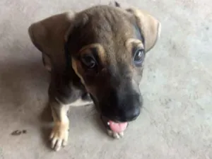 Cachorro raça Vira-Lata (SRD) idade 2 a 6 meses nome Eva e Dark