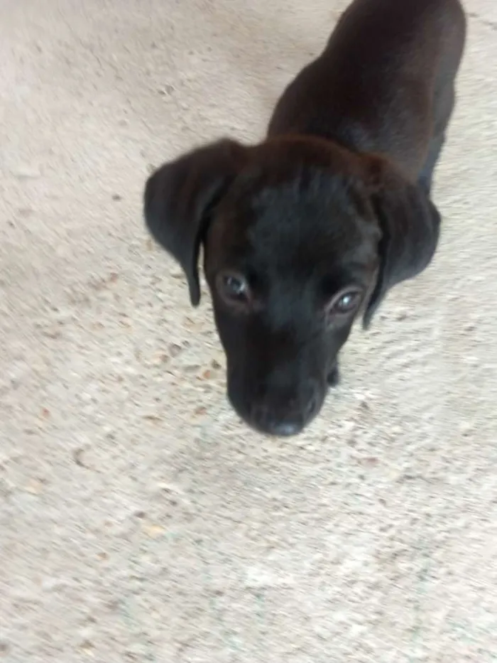 Cachorro raça Vira-Lata (SRD) idade 2 a 6 meses nome Eva e Dark