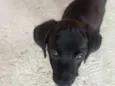 Eva e Dark