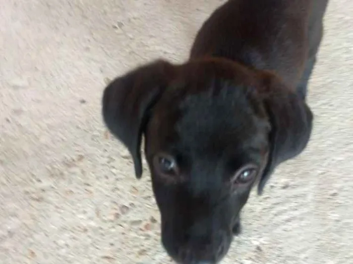 Cachorro raça Vira-Lata (SRD) idade 2 a 6 meses nome Eva e Dark