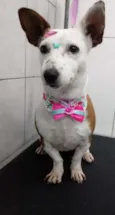 Miucha