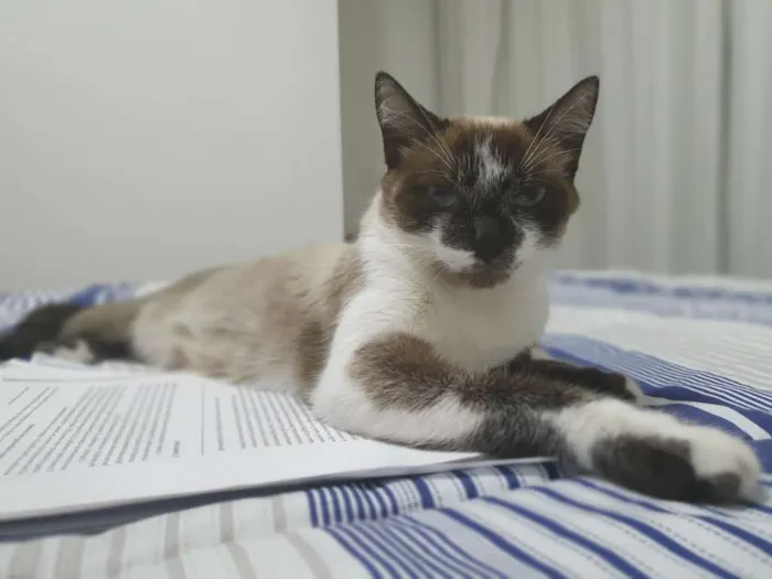 Gato ra a Tipo siames idade 7 a 11 meses nome Bibi