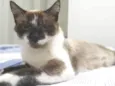 Bibi