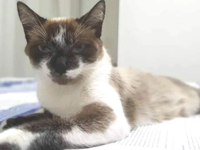 Gato ra a Tipo siames idade 7 a 11 meses nome Bibi