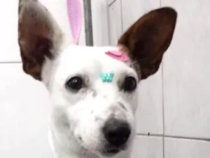 Cachorro raça Srd idade 2 anos nome Miucha