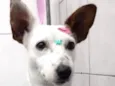 Miucha