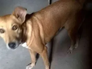 Cachorro raça Mista idade 1 ano nome Mel