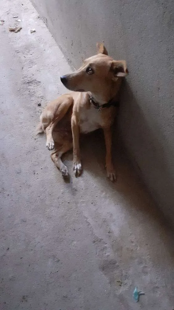 Cachorro raça Mista idade 1 ano nome Mel