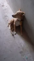 Mel