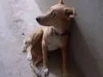 Mel