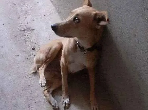 Cachorro raça Mista idade 1 ano nome Mel
