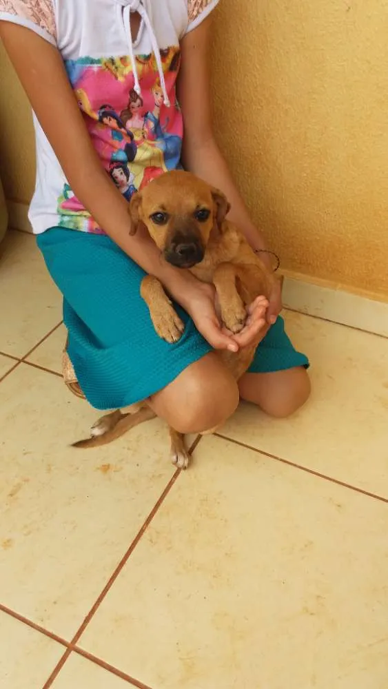 Cachorro ra a Indefinida  idade 2 a 6 meses nome Mel