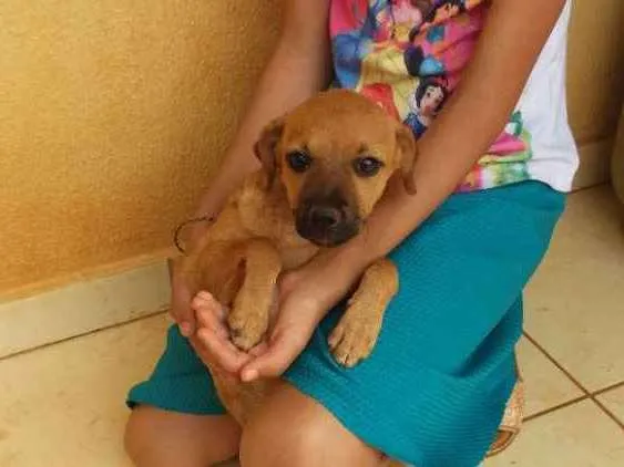 Cachorro ra a Indefinida  idade 2 a 6 meses nome Mel