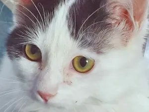 Gato raça SRD idade 2 a 6 meses nome GERALDO FRAJOLA