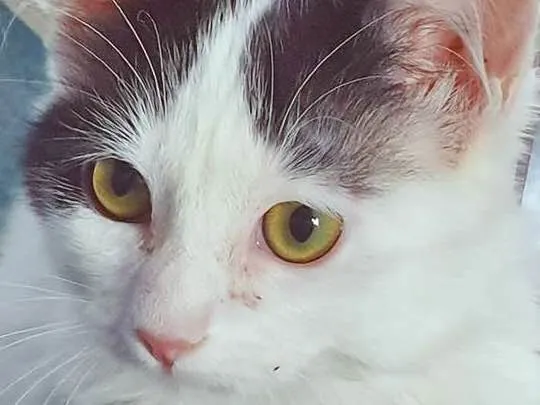 Gato ra a SRD idade 2 a 6 meses nome GERALDO FRAJOLA