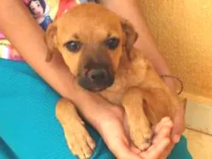 Cachorro raça Indefinida  idade 2 a 6 meses nome Mel