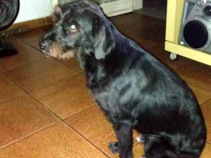 Cachorro ra a Vira lata idade 2 a 6 meses nome Ana