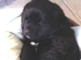 Bolota 