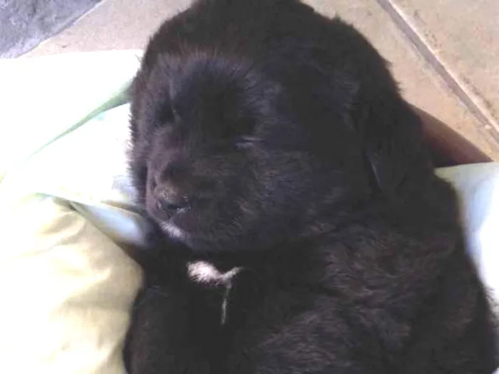 Cachorro ra a Vira lata  idade 2 a 6 meses nome Bolota 
