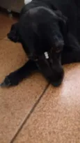 Ana