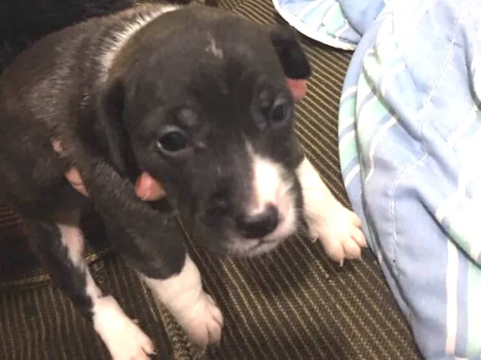 Cachorro ra a Mãe pitbull, pai vira lata idade Abaixo de 2 meses nome Filhote