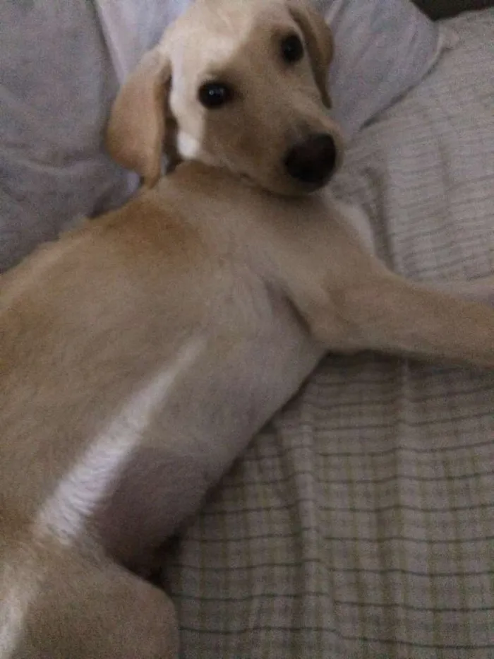 Cachorro ra a Sem raça definida  idade 2 a 6 meses nome Thor 