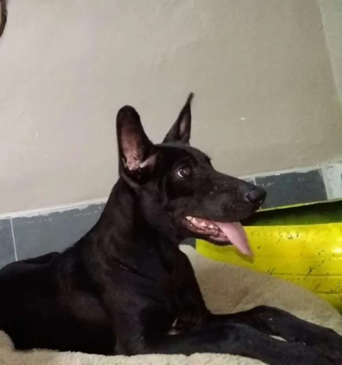 Cachorro ra a SRD idade 1 ano nome Nino