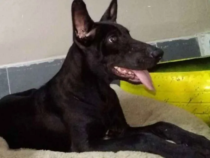 Cachorro ra a SRD idade 1 ano nome Nino