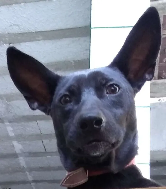 Cachorro ra a SRD idade 1 ano nome Nino